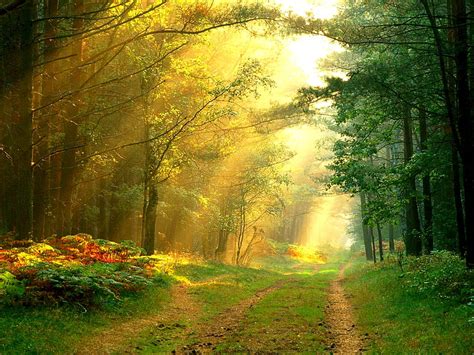 1920x1080px 1080p Free Download Sunrays In The Forest Forest Sun