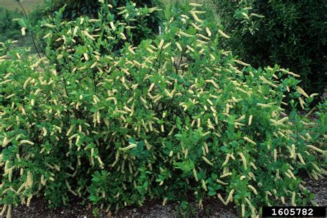 Virginia Sweetspire Itea Virginica Rosales Grossulariaceae 1605782