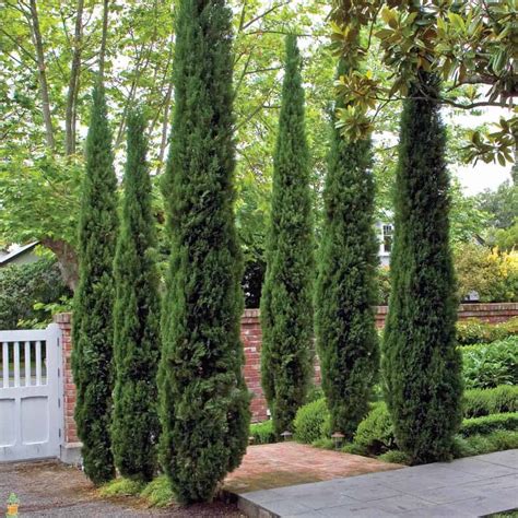 Privacy Trees Fast Growing Privacy Trees Evergreen Privacy Trees