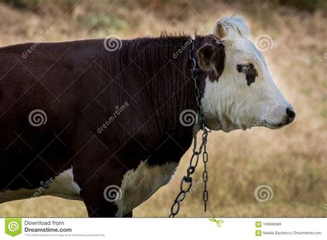 Bull From Profile Stock Photography 128857706