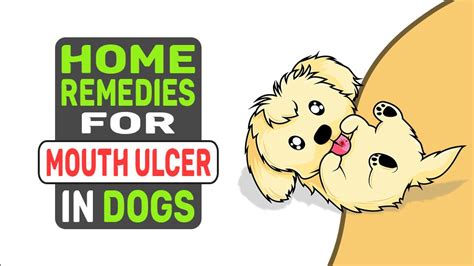 What Causes Mouth Ulcers In Dogs