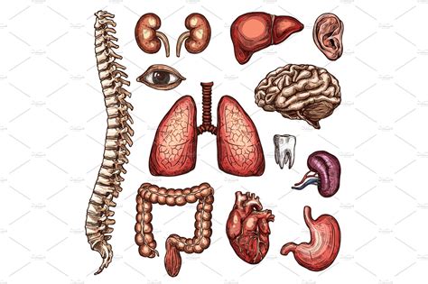 Organ Bone And Body Part Sketch Of Human Anatomy ~ Illustrations