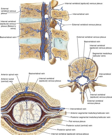 Bone Marrow Spinal Cord Neuroscience Nerve Anatomy Fun Facts