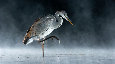 Sinwp Bird Photographer Of The Year Unveils Stunning Wildlife Images