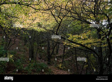 Mixed Deciduous Forests Hi Res Stock Photography And Images Alamy