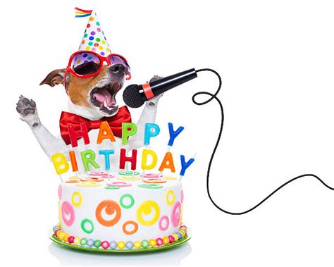 Dog Birthday Stock Photos Pictures And Royalty Free Images Istock