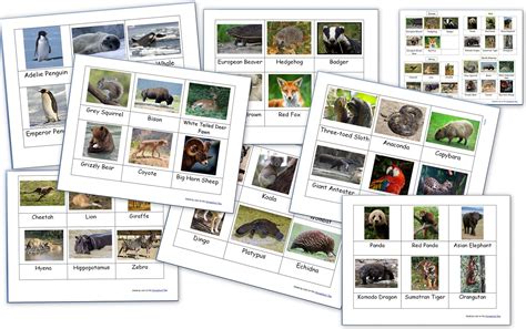 Animals Around The World Montessori 3 Part Cards Homeschool Den