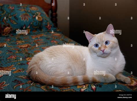 A Portrait Of A Blue Eyed Flame Point Siamese Cat Stock Photo 49148152
