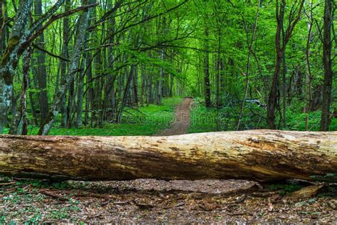 Log Covered Hiking Trail Natural Landscape With Forest Trees In
