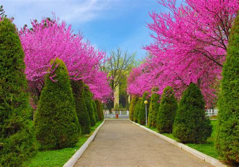 Декоративные деревья и кустарники (75 фото)