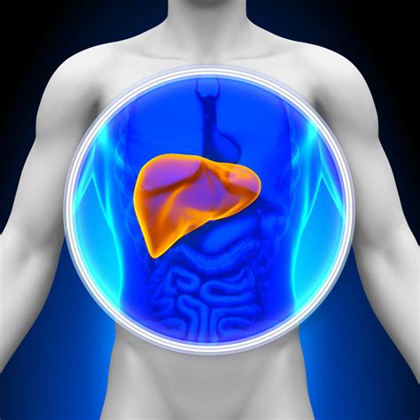 10 Causes Of Elevated Liver Enzymes Facty Health