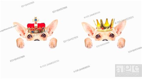 Crown King Dog Stock Photo Picture And Low Budget Royalty Free Image