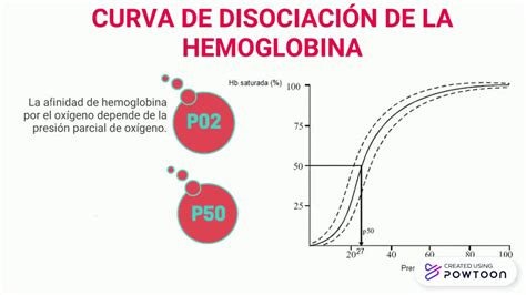 Curva De Disociación De La Hemoglobina Youtube