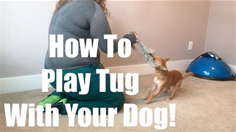 How To Play Tug With Your Dog The Right Way Youtube