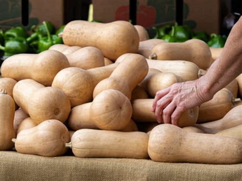 How table olives are prepared or cured. How To Tell When Butternut Squash Is Ripe?