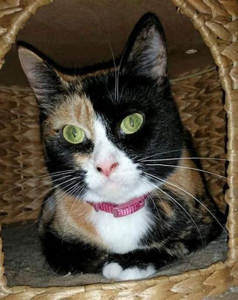 No requires a fenced yard: Adopt Olivia on | Cat love, Cat adoption, Cats