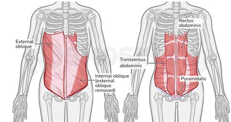 Anatomy Of The Anterolateral Abdominal Wall Osmosis