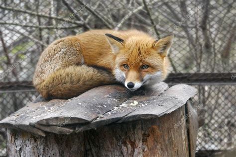 Red Fox In Zoo — Stock Photo © Volare2004 12616073