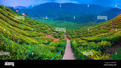 Malaysia Pahang Cameron Highlands Tanah Rata Cameron Valley Tea