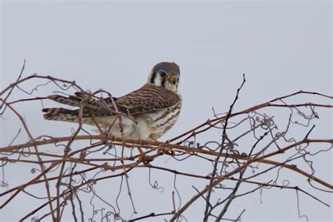 Killdeer American Kestrel Birder Nature Photographs Raptors Plains