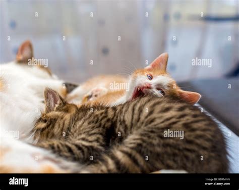Mother Cat Nursing Kittens Hi Res Stock Photography And Images Alamy
