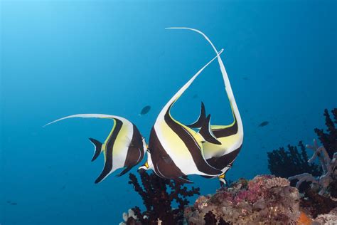 Moorish Idol Fish Breed Profile