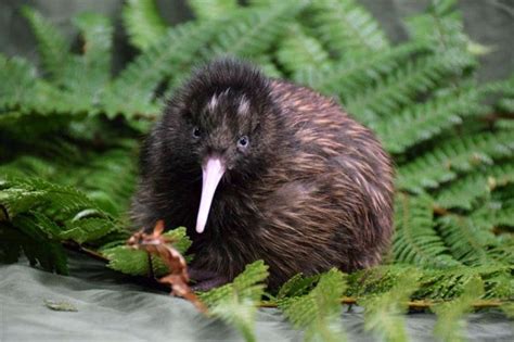 Mai konnte ich das erste geschlüpfte küken erspähen! Schwierige Geburt: Kiwi-Küken schlüpft aus gekle