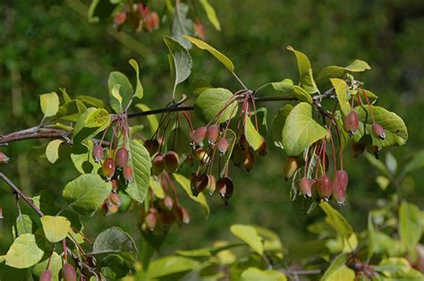 Malus Fusca Landscape Plants Oregon State University