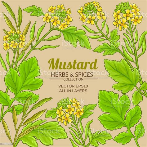 Mustard Vector Frame Stock Illustration Download Image Now Mustard