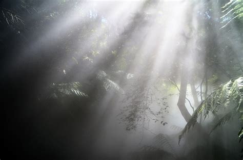 Rainforest In The Mist Rays Of Light Stock Photo Download Image Now