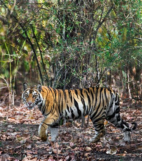 Bengal Tiger Panthera Tigris Tigris Photograph By Panoramic Images
