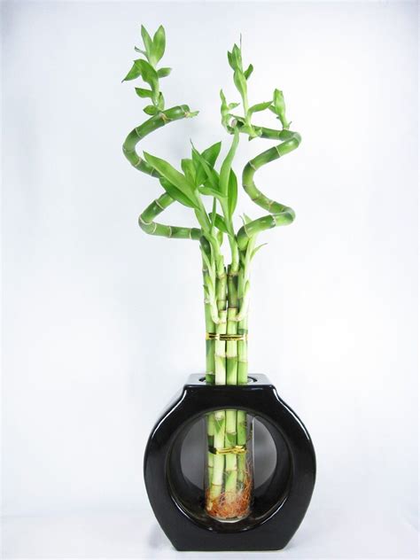 Live Spiral 6 Style Huge 24 Lucky Bamboo Plant Arrangement With 8