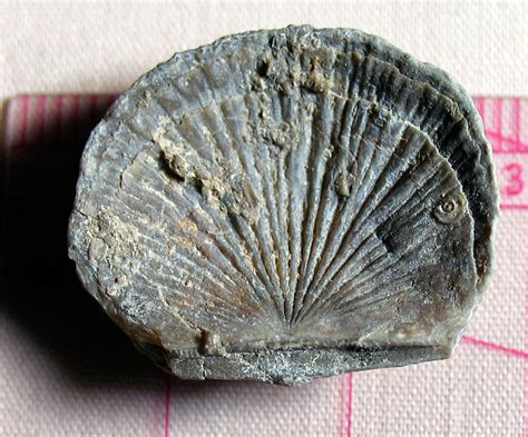 Louisville Fossils And Beyond Unidentified Ordovician Brachiopod Uob