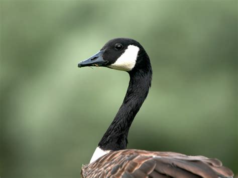 Goose Wallpapers And Images Wallpapers Pictures Photos