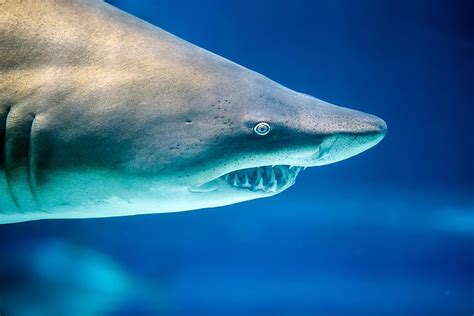 Are Sharks Mammals Worldatlas