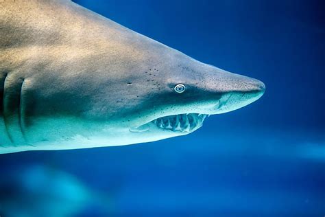Are Sharks Mammals or Fish? | Balisharks.com