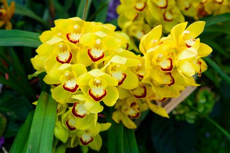 Yellow Orchids Flower