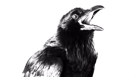 Black Raven On White Background Stock Video Motion Array