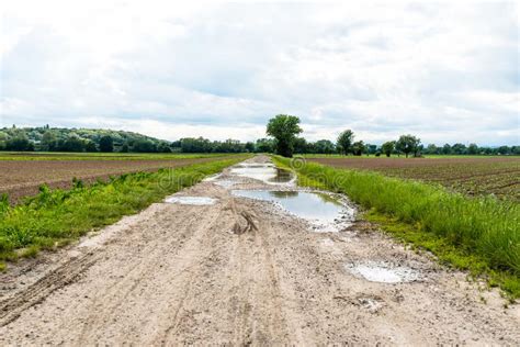 Large Puddles On A Dirt Road That Goes Between Cultivated Fields On A