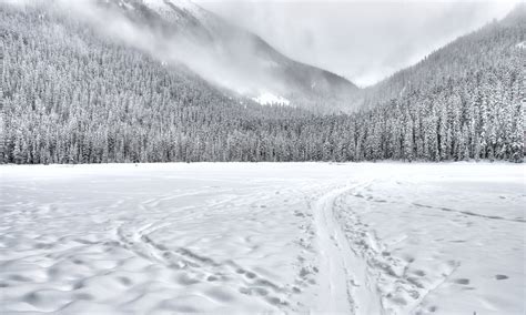 Snow Covered Forest Field · Free Stock Photo