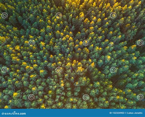 Beautiful Panoramic Photo Over The Tops Of Pine Forest Aerial View