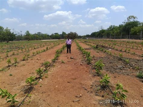 Uhd Guava Plantation Grown In An Organic Method Farm Questions