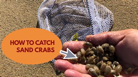 How To Catch Sand Crabs Fleas For Surf Fishing Youtube