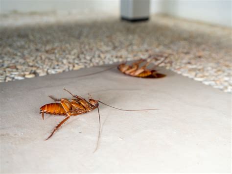 How To Get Rid Of Roaches At Home Home Pest Control