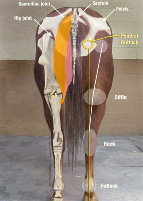 Muscle Injury Anatomy