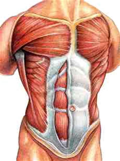Muscles of the abdominal wall. Fitness for You: Fitness for You - Upper Body Exercises