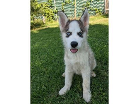 Find local siberian husky puppies for sale and dogs for adoption near you. Two beautiful husky puppies for sale in Sacramento ...