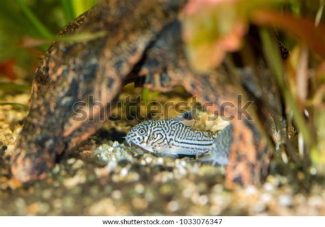 Three Stripe Corydoras Corydoras Trilineatus Aquarium Stock Photo