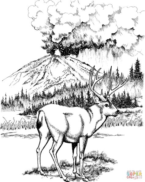 Also you can search for other artwork with our tools. Mule Deer Coloring Page - Coloring Home
