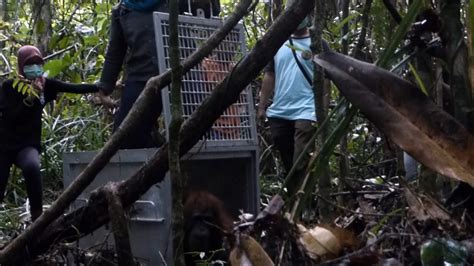 Yiari Ketapang Translokasikan Tiga Orangutan Dari Sungai Besar
